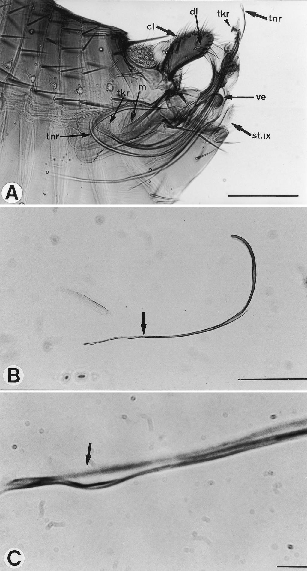 356 JOURNAL OF MEDICAL ENTOMOLOGY Vol. 38, no. 3 Fig. 3. (A) Exposed terminalia of the male cat ßea, showing that anterior ends of the manubria lower, elevating the claspers.