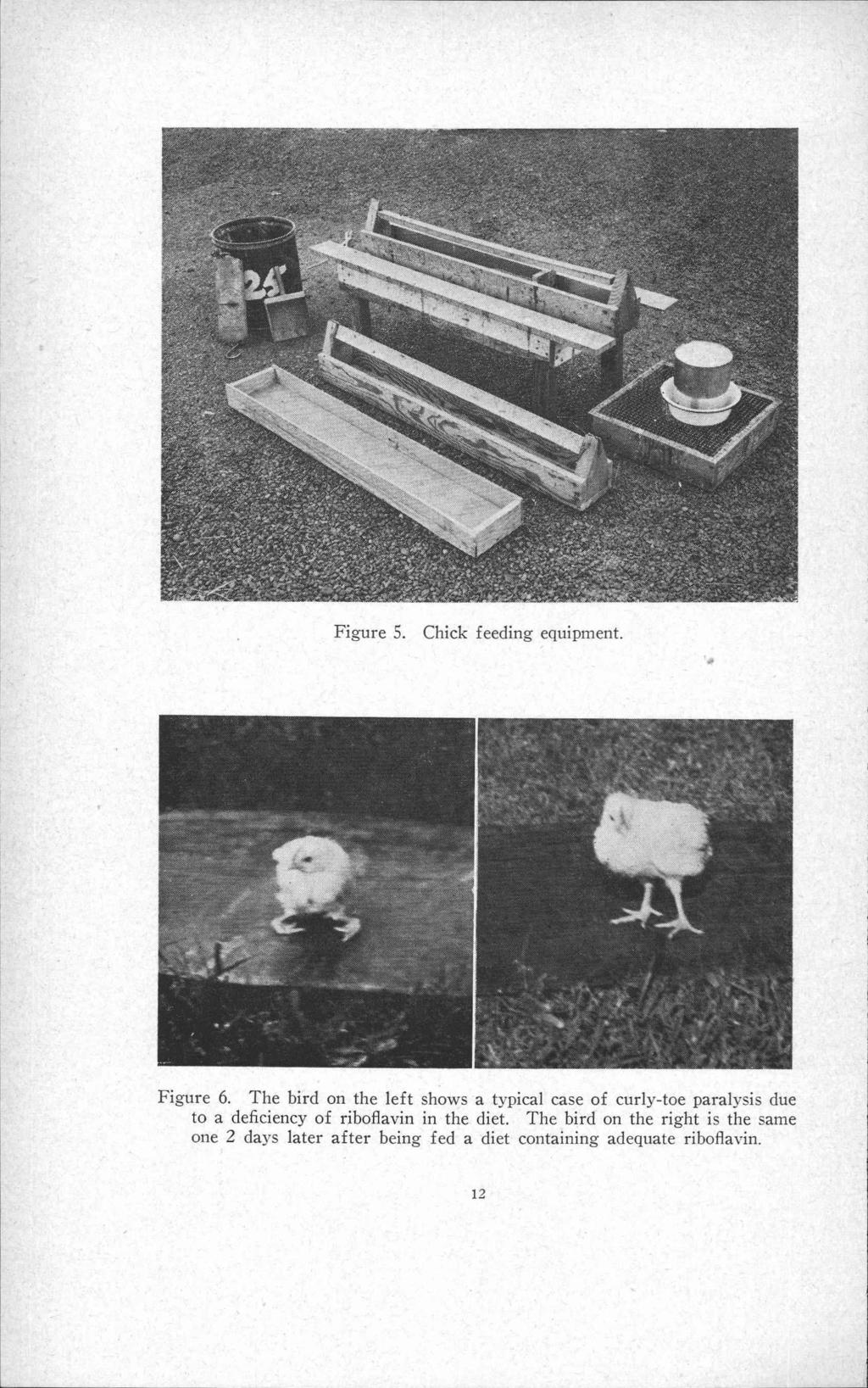 Figure 5. Chick feeding equipment. Figure 6.