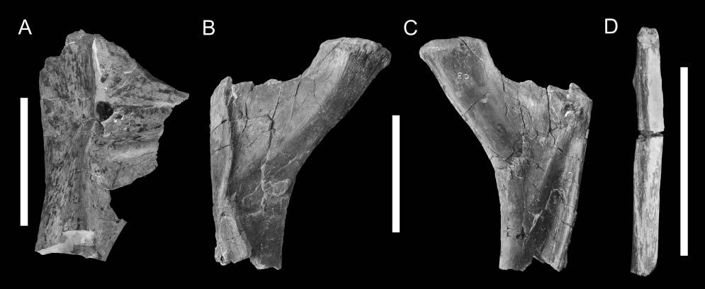 Anatomy and systematic position of Dinheirosaurus lourinhanensis 531 vertically upwards, and in horizontal cross-section the free edge of this lamina points backwards.