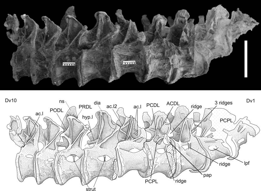Anatomy and systematic position of Dinheirosaurus lourinhanensis 527 Figure 3.