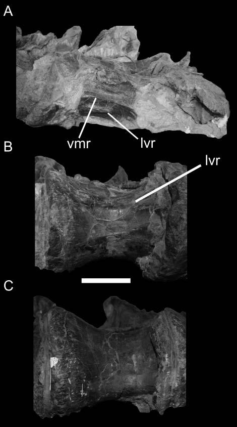 528 P. D. Mannion et al. Figure 4. Dinheirosaurus lourinhanensis (ML 414) dorsal vertebrae in ventral view: A, Dv1; B, Dv5; and C, Dv7. Anterior is to the right in each image.