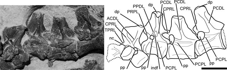 570 PALAEONTOLOGY, VOLUME 55 The parapophysis of D-4 is almost completely positioned on the neural arch but maintains a ventral connection to the centrum.