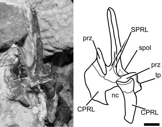 572 PALAEONTOLOGY, VOLUME 55 mdcprl (as is observed in SMA 0009) is a widespread feature in the group formed by Omeisaurus and more derived sauropods, being only absent in some neosauropod taxa