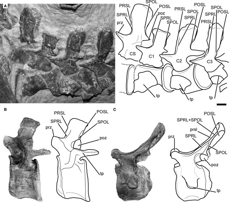 574 PALAEONTOLOGY, VOLUME 55 FIG. 7. A, SMA 0009, lateral view of the caudosacral vertebra (CS) and the three anteriormost caudal vertebrae (C1 C3).