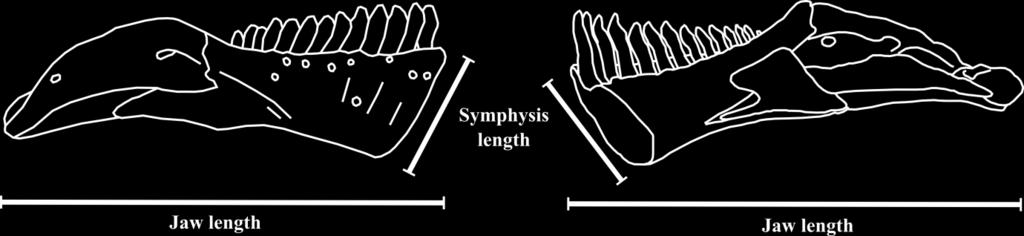 Other measures of symphysis size, primarily the symphysis length along the long axis of the jaw, were not included as the paucity of specimens figured in medial or dorsal view resulted in large
