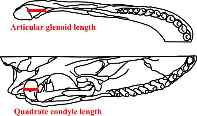 318 319 character could also be measured from a lateral/medial view of the skull and medial view of the jaw, and estimated from a lateral view of the jaw where necessary.