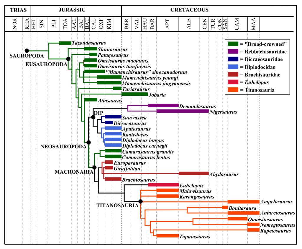 489 490 491 492 493 494 Figure S16: An informal supertree of the Sauropoda, demonstrating the relationships of the taxa included in this study (see text).