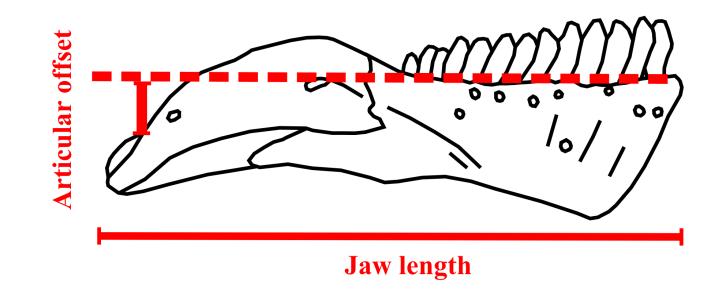 178 179 Figure S4: Illustration of the measurements taken to calculate C4, articular offset/jaw length.