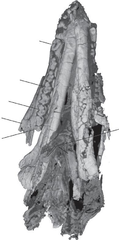 lateral trough promontorium Figure.