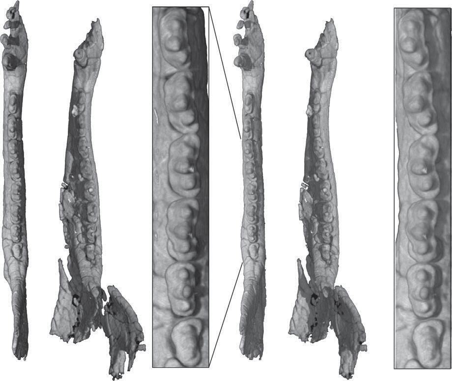 (stereopairs) views; right m 6 of the same in (g) high-magnification occlusal view. Sagittal slice through the right upper and lower jaws (h) reveals the postcanine root structure.