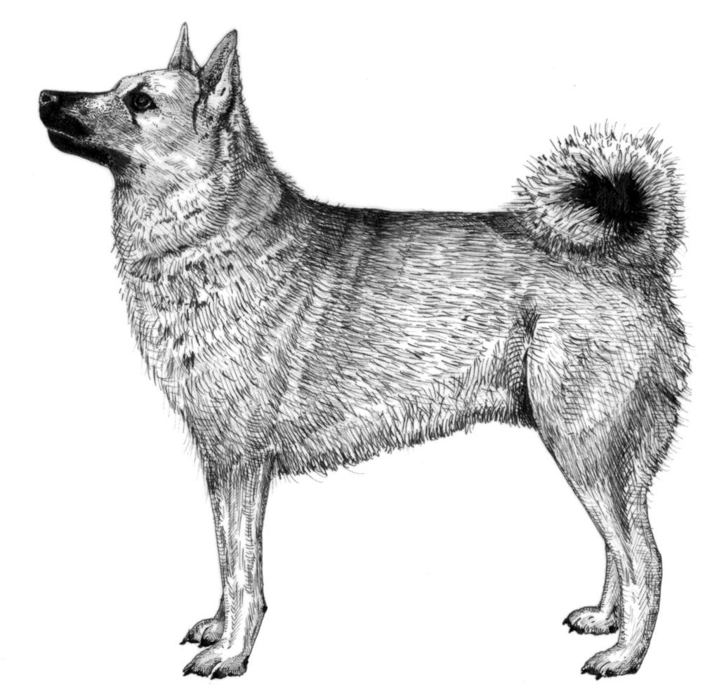 Figure 1. The possible appearance of the Aylsham Roman dog, based on metrical data recovered from the bones, Roman art and ancient dog breeds that existed in the Roman period.