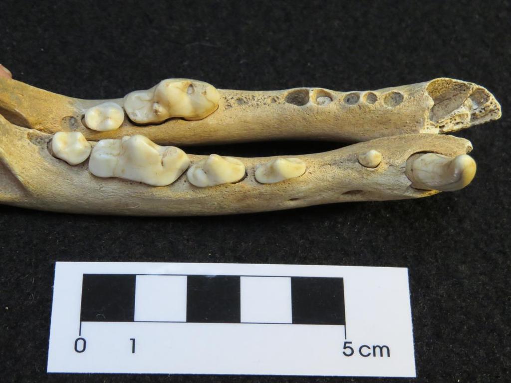 Plate 4. Left mandible (top) and right mandible from the waste pit dog showing missing teeth and healing of sockets. Other teeth have been lost post-mortem.