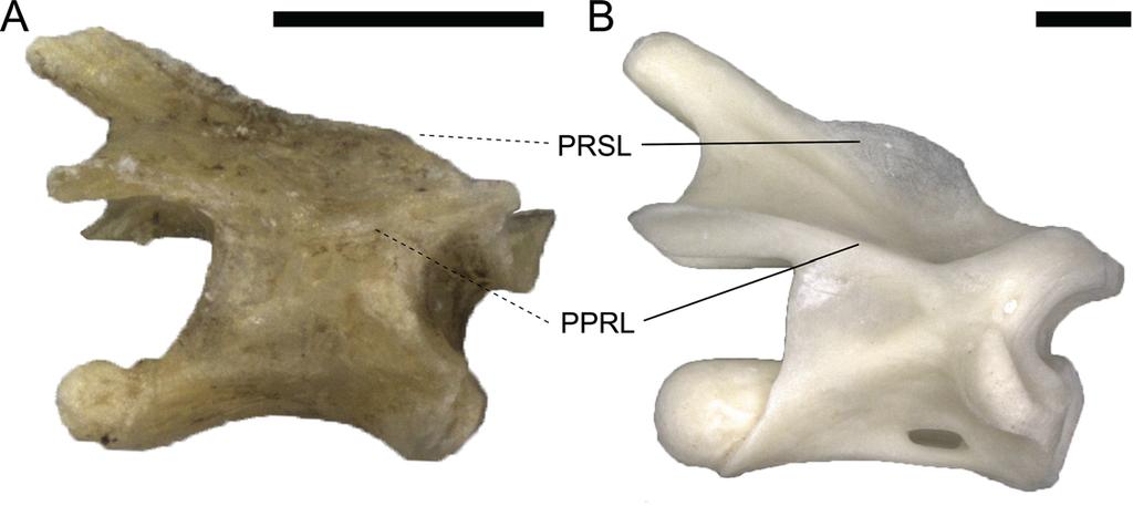 Fig 5. Dorsal vertebrae of Phoenicolacerta troodica MDHC 318 (A) and Lacerta trilineata MDHC 240 (B) in right lateral view, showing reduced (dashed line, A) and well-developed (B) PPRLs and PRSLs.