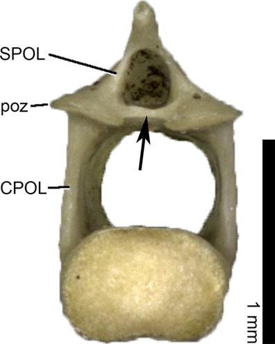 Fig 9. TPOL (arrow) in posterior autotomic caudal vertebra of Podarcis wagleriana MDHC 390 in posterior view. Scale bar = 1 mm. Abb.