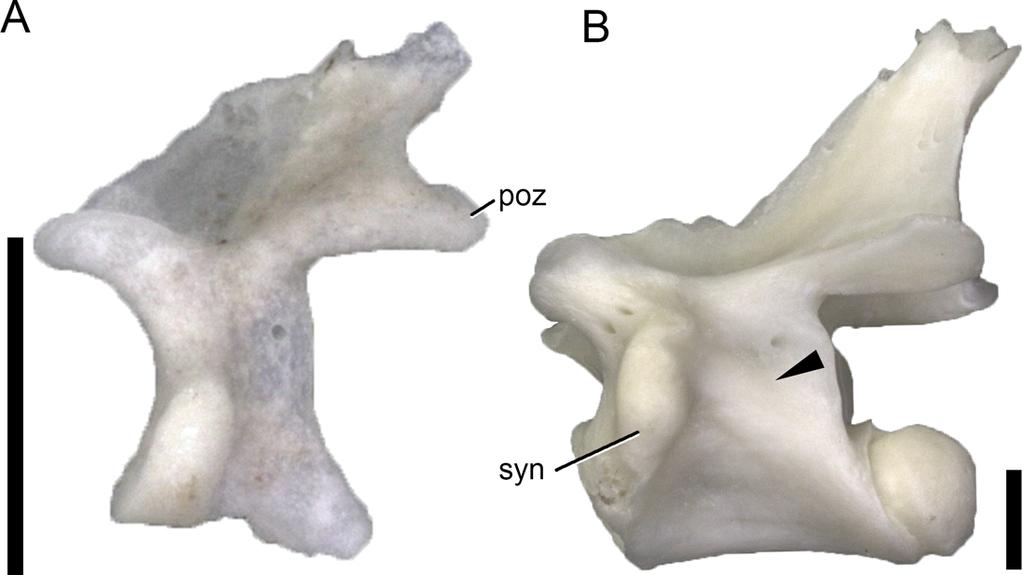 Ontogenetic Changes and Taxonomic Utility Ontogenetic changes in vertebral lamination were proposed in sauropod dinosaurs, where skeletally very immature individuals appear to have weakly developed