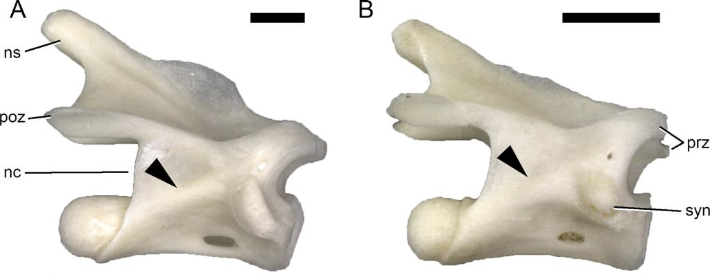 Fig 2. Size-related change in development of the PCYL. Dorsal vertebrae of Lacerta trilineata MDHC 240 (A) and Lacerta strigata MDHC 304 (B) in right lateral view.