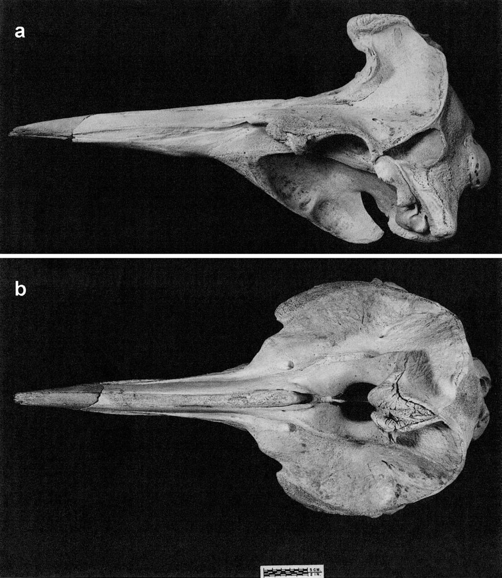 DALEBOUT ET AL.: NEW SPECIES OF BEAKED WHALE 597 Figure 6. Skull photographs, USNM504853, holotype: (a) lateral view, (b) dorsal view.