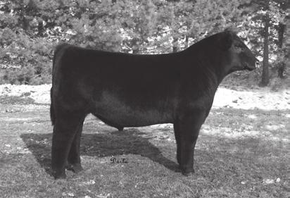 Stan Petersen, Danbury, Iowa, purchased the flush and was overwhelmed with the quality of her progeny.