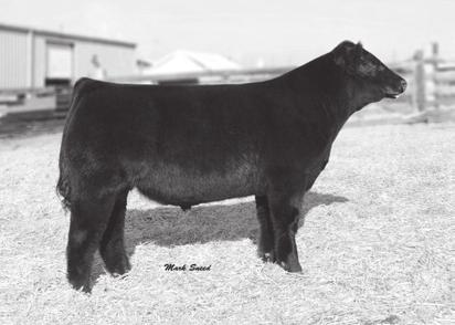 7 SLC SOONER 101M MR BLACK SMOKER GVC SAMANTHA 591R MISS GREEN VALLEY 191L GVC Maverick 05U After a notable show career, highlighted by a grand champion banner at the 2005 National Western, the much