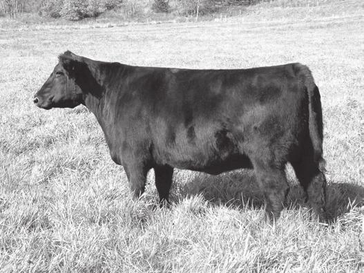 homozygous solid black and polled. A proven producer, she is the dam of the two popular herd sires Kasanova and Nautica.