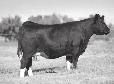 efficiency, disposition and superb carcass traits, Maine-Anjou cattle have it