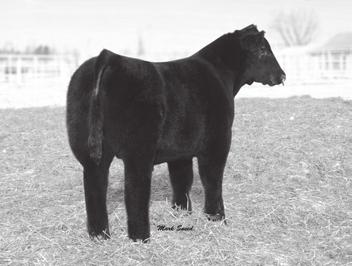 bringing outstanding traits to both the cow/calf and feedlot producers and