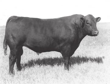 Maine-Anjou cattle are known for their ability to dominate in the showring.