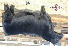 7 TI 64.7 Produced from a bred female purchase in this sale by Diamond M Cattle, KS.