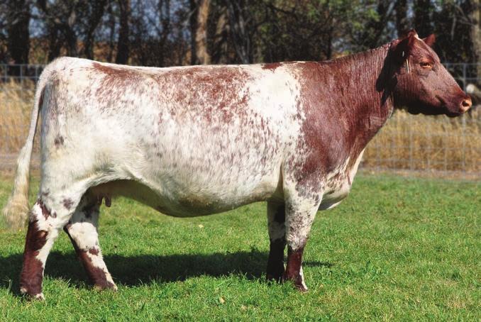 0 MEPD: -3.0 Lot 76 is another one that has quite a track record. A previous Champion for Dylan Evans, this cow is not your typical Shorthorn female.