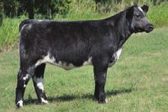 2011 COMMERCIAL POLLED AR SU LU LADD AR SU LU KOOL 1007 BS KRYSTAL OUTLOOK This blue roan female is yet another proven producer in this set.