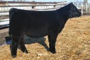 Another one who is a proven producer this Who Made Who daughter is the dam of the lot 20 heifer in the 2012 BPF Pasture Sale.