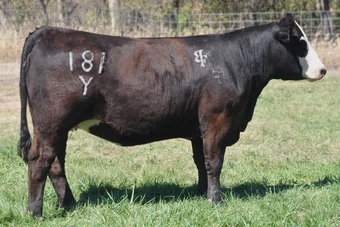 This heifer is big bodied and easy keeping she is the perfect fit to click with I-80 which could be a big time excitement come calving time next spring. AI 5.09.2012 to GOET I-80. PE 6.01.2012-8.10.