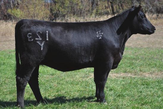 5 YW: 83.9 %RET: N/A MARB: N/A FAT: N/A REA: N/A Here is a daughter that is lined up to be a phenomenal cow on both sides.