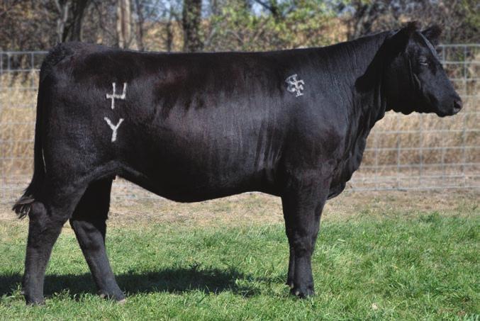EXAR Winnie 2665 is a direct daughter of the 1999 National Western Stock Show Grand Champion heifer WK Winnie 7305. Talk about POWER IN THE BLOOD!