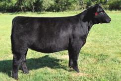 That s right lot 68 is a full sister in blood to the great Hard Drive bull.