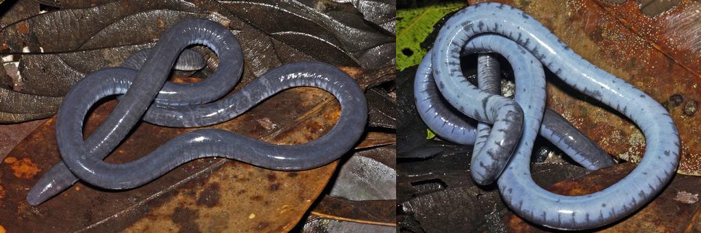 A new species of Caecilia Linnaeus, 1758 (Amphibia: Gymnophiona: Caeciliidae) from French Guiana INTRODUCTION Caecilia Linnaeus, 1758 is the most diverse genus among Neotropical caecilians, with 33