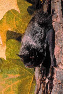 What should I do if I come in contact with a bat?