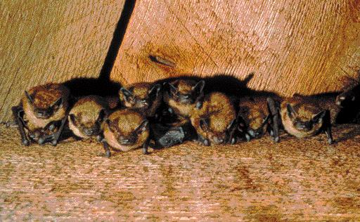 How can I safely capture a bat in my home?