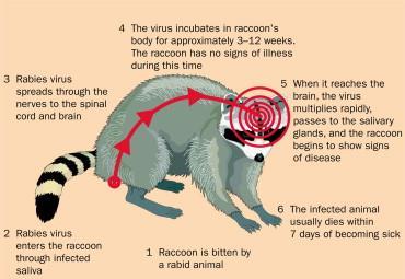 Rabies Background Rabies is a virus transmitted to humans through the saliva of unvaccinated wild and domestic animals (Linscott, 2012).