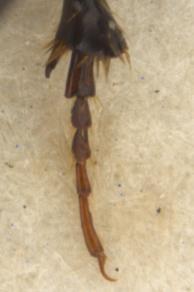 hairs. Dark brown to black. Length 3-4 mm.