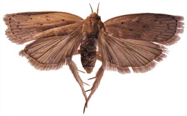 Stenoma catenifer Scientific Name Stenoma catenifer Walsingham, 1912 Synonyms: None Common Name(s) Avocado seed moth, avocado borer, avocado moth, avocado seed worm Type of Pest Moth, borer Figure 1.