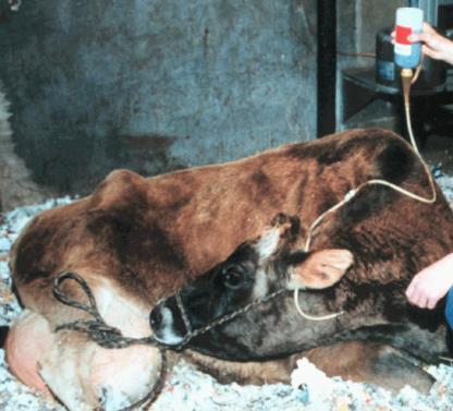 2. Hypocalcemia Very common problem in dairy cows at calving Sudden increased demand for calcium with colostrum and milk production Clinical disease may be fatal if not promptly treated Subclinical