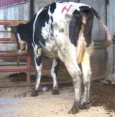 Culling Transition problems significantly increase the risk that a cow will be culled.