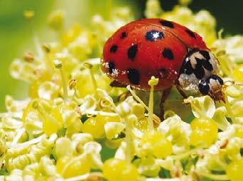 Storytelling Your pupils can write poems or stories about ladybirds. Inspiration can be found in some of the folklore associated with ladybirds.