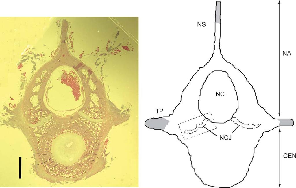 HISTOLOGY OF NEUROVENTRAL JUNCTION IN ALLIGATOR 23 Fig. 4. Histologic section of anterior caudal vertebra of Alligator mississippiensis. Caudal 3 (body length ¼ 0.