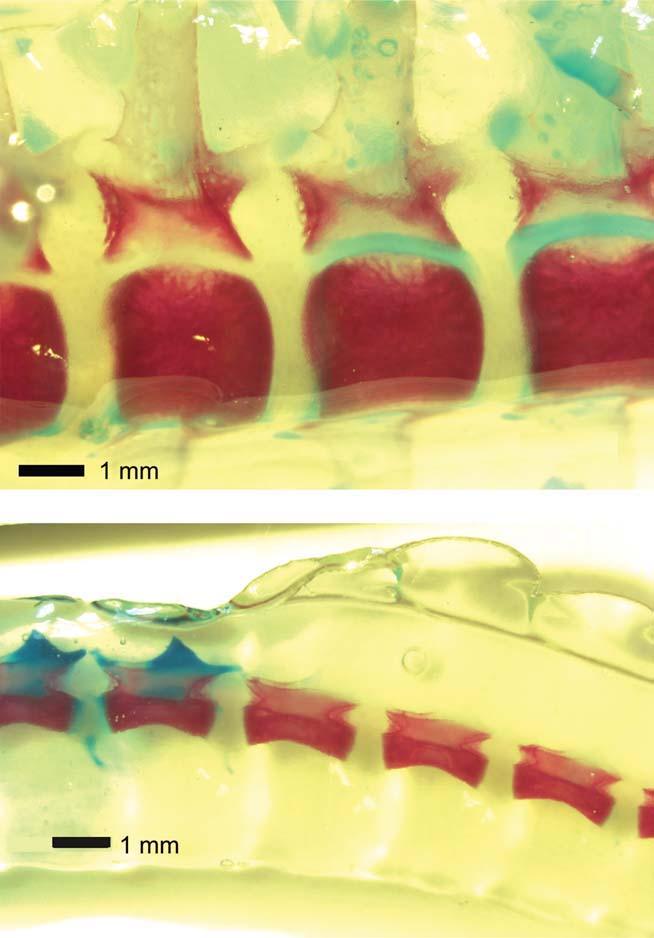 24 IKEJIRI junctions (Fig. 6). The centra and neural arches in at least several posteriormost caudal vertebrae have highly ossified entire vertebral structure.