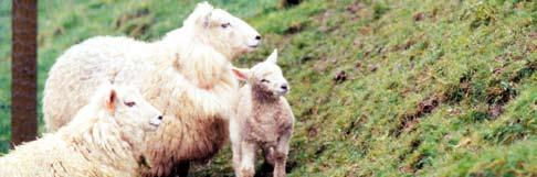 Vaccination programmes. Newborn lambs, kids and calves rely on antibodies in colostrum for protection against numerous diseases, including those caused by clostridial bacteria.