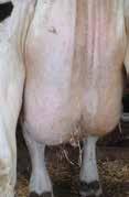 Mycotoxins, Mastitis and Milk Mycotoxins increase the risk of mastitis and can have negative impacts on milk production and milk quality.