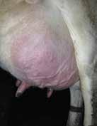 Thus cows diagnosed with clinical mastitis, or those with persistent subclinical mastitis have a greater risk of being culled.