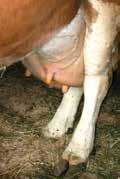 Low milk production, potentially associated with mastitis, is another leading cause of culling in dairy herds.